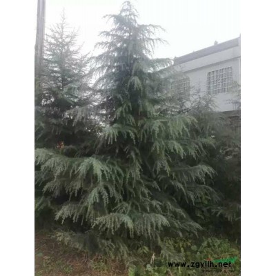 陕西省有雪松供应高度2到6米'