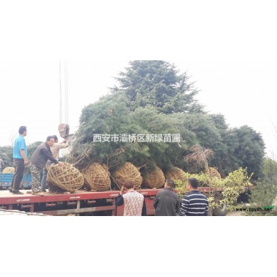 白皮松*新价格/白皮松报价