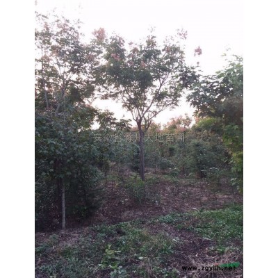 蜀桧7报价/安徽蜀桧7报价