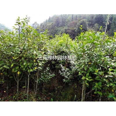 三明地区供应地径2公分小五彩茶花