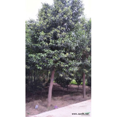 焦作大叶女贞15公分 苗木基地直销