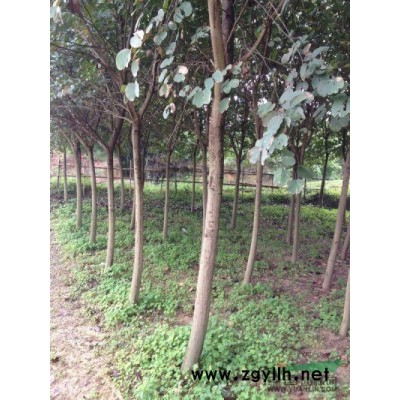 供应广西宮粉紫荆3到12公分袋苗，地苗