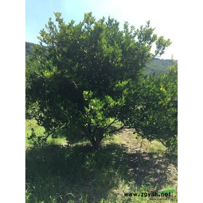 胡柚精品、冠幅2米到5米、高度2米到5米