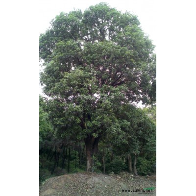 20分台湾罗汉松盆景（广东中山）