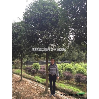 四川成都高杆精品大红紫薇