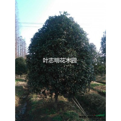 杭州掌叶覆盘子 桐庐掌叶覆盘子价格 浙江掌叶覆盘子专业供应商