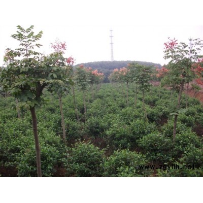 供*品茶花（六角大红）1至3年生小苗150万棵