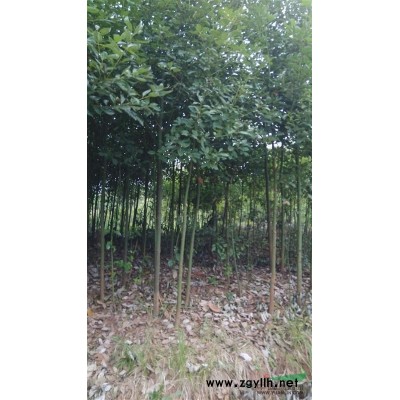 紫薇  香樟  桂花   黄葛树   栾树