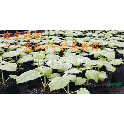 泡桐供应 泡桐基地长年大量供应泡桐苗