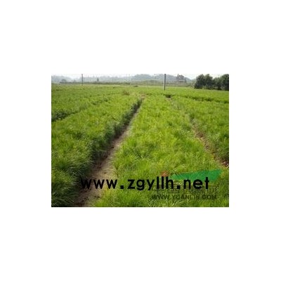 湿地松树苗30公分，一毛六一棵