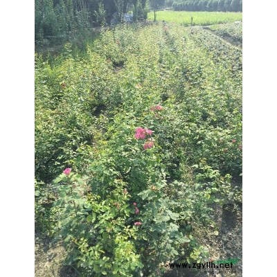 温江区供应蔷薇60一1.5米