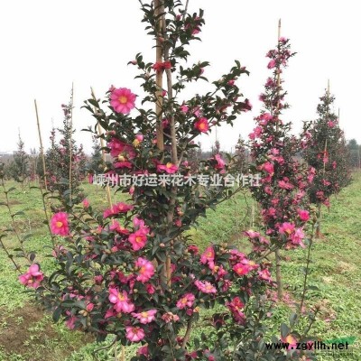 供应茶梅树 花 茶梅 开花 梅花 茶花