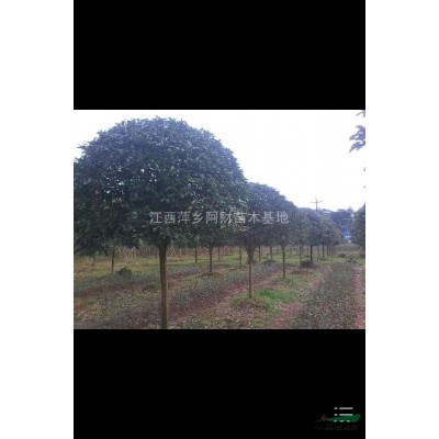 红叶石楠 江西红叶石楠价格 红叶石楠基地直供