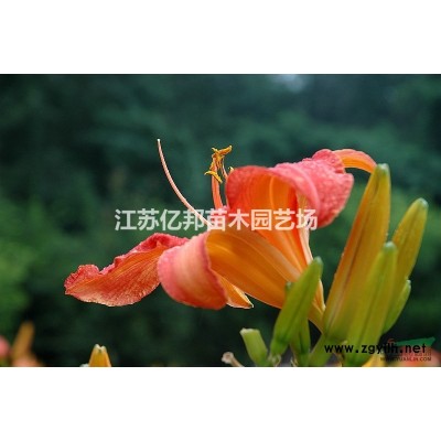 美国三红紫薇 红火箭 红火球 红叶