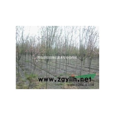 山东黄栌大量供应