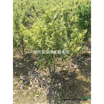 朴树 池州朴树 安徽朴树 朴树价格