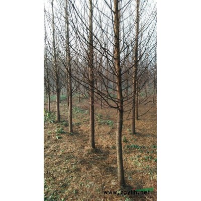 安微广德供应1到12公分三角枫、石楠、白玉兰