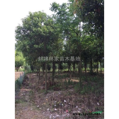 安徽红叶石楠基地，高杆红叶石楠，精品红叶石楠，红叶石楠球