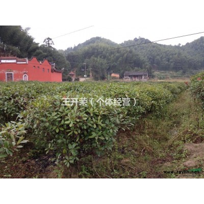 福建哪里有红叶石楠球？*便宜红叶石楠球在哪里？