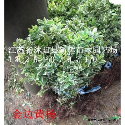 金叶女贞球 红叶小檗球 小叶女贞球 红叶石楠球 卫矛球 黄杨