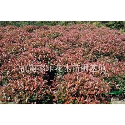 水杉、白玉兰、红玉兰、栾树、青桐、银杏