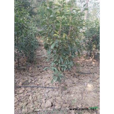 2016年陕西铜川出售8到10米优质雪松树苗