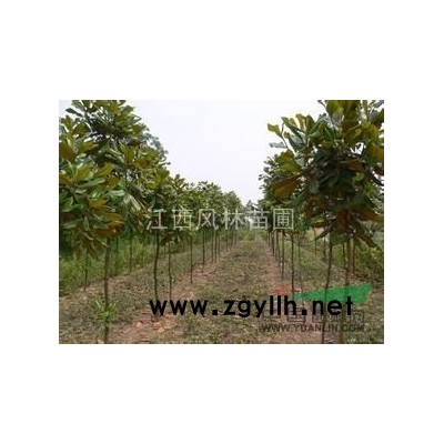 江西供应各种规格的红叶石楠，优质红叶石楠大量供应