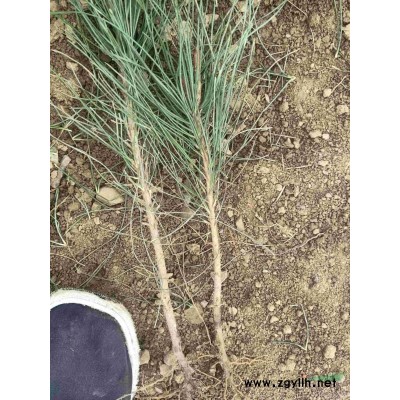 1.5-2.0米华山松（三*苗）