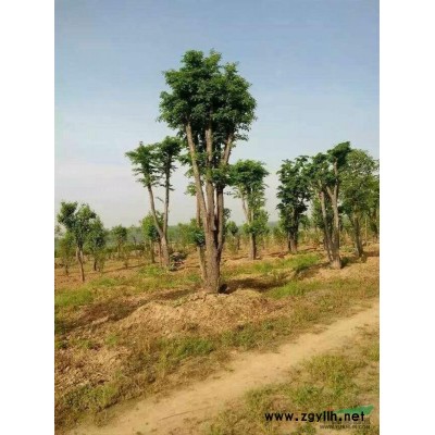 河南供应2→30公分五角枫