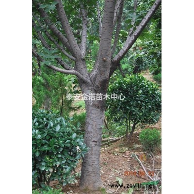 另低价处理龙柏柱3.5米左右。龙柏球60-150公分