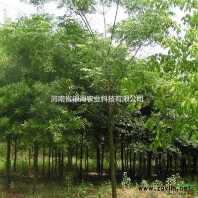 楝树苗，苦楝树
