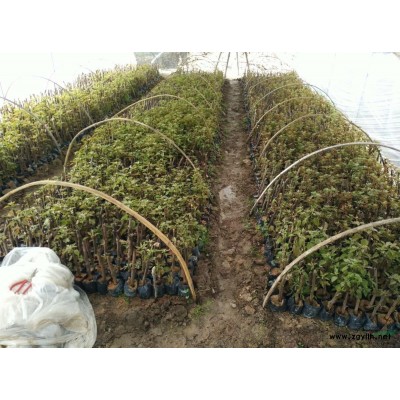 鸭脚木（鹅掌柴，马褂木）