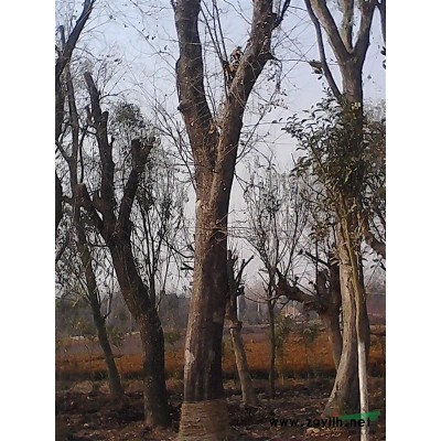 金叶女贞球行情报价\金叶女贞球图片展示