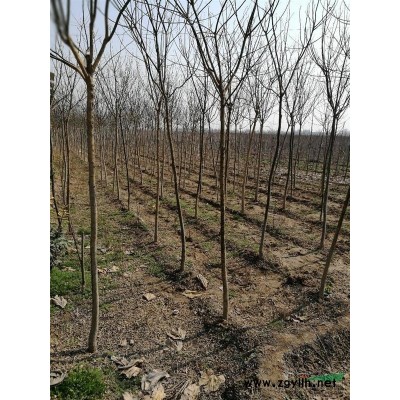 西安地区供应国槐5公分至8公分