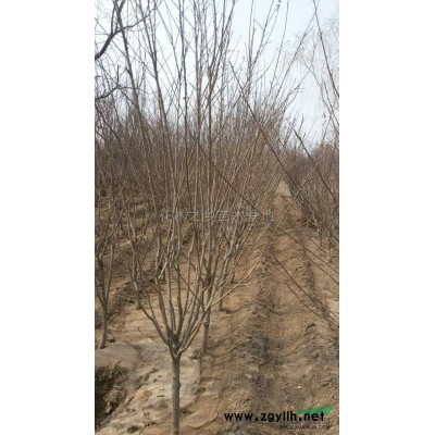 北京小波.女贞.各种苗木供应