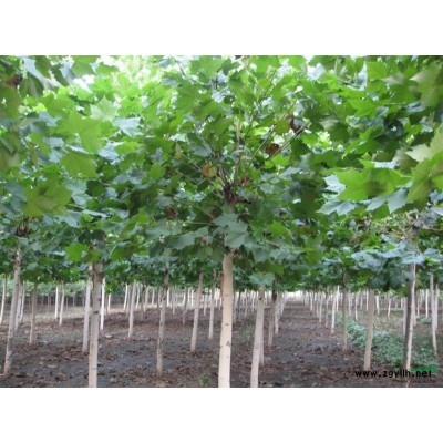 供应8公分法桐山东货源