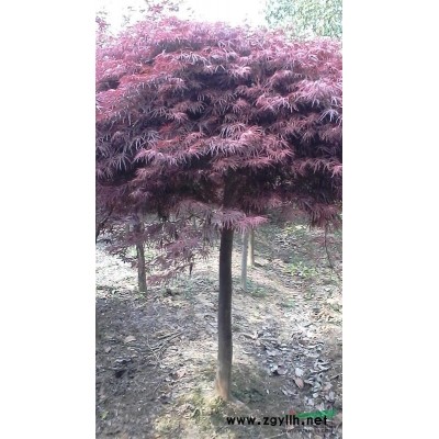 安徽供应优质海桐球，1米高海桐球批发多少钱