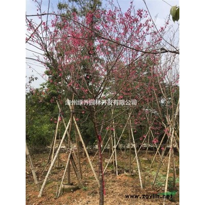 台湾阿里山樱花，漳州货源，规格胸径5至12公分