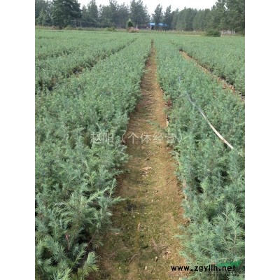 河南省驻马店市现有20万株、自产、40~100cm高度的雪松