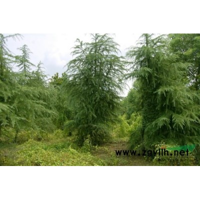 1米雪松价格_供应1米雪松