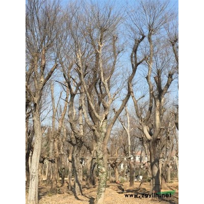 青桐，江苏青桐供应，青桐价格，青桐图片