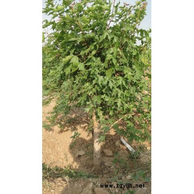 国槐树高档迎春核桃树银杏黄杨北海道枣树