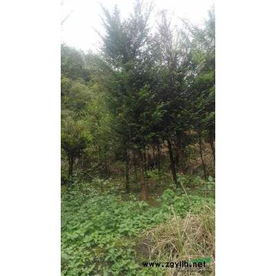 福建供应红豆杉大小苗，盆景苗。丹桂苗