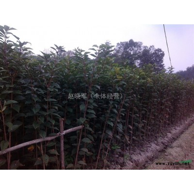 陕西大量出售琵琶树苗