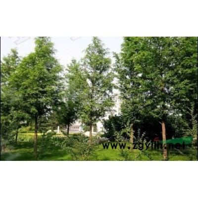 安徽紫薇供应，紫薇价格