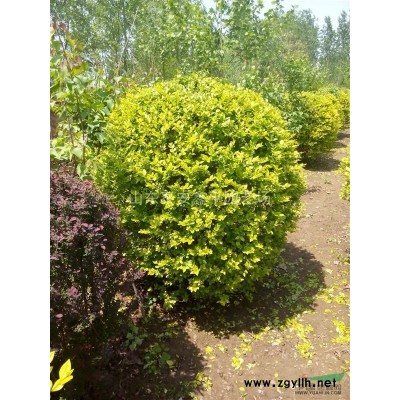 供应西府海棠，金叶榆，金叶槐，流苏，冬红海棠，规格3公分