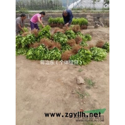 大量供应香橙嫁接苗，柑橘苗：沃柑、大雅、不知火（又名丑柑）