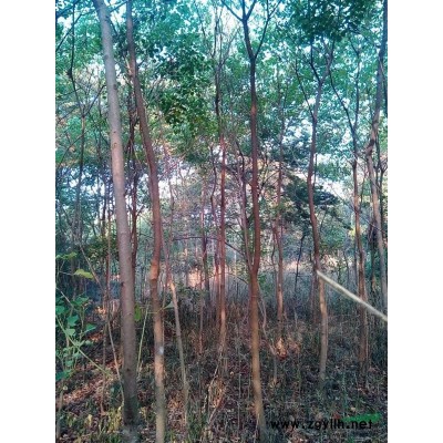 广玉兰，白玉兰，枫香，马冠木