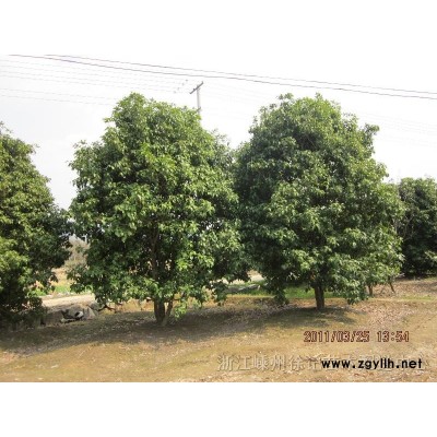 桂花  浙江低分枝精修剪桂花