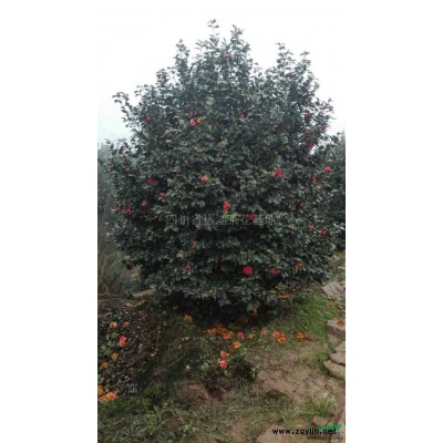 大红牡丹茶花、精品茶花
